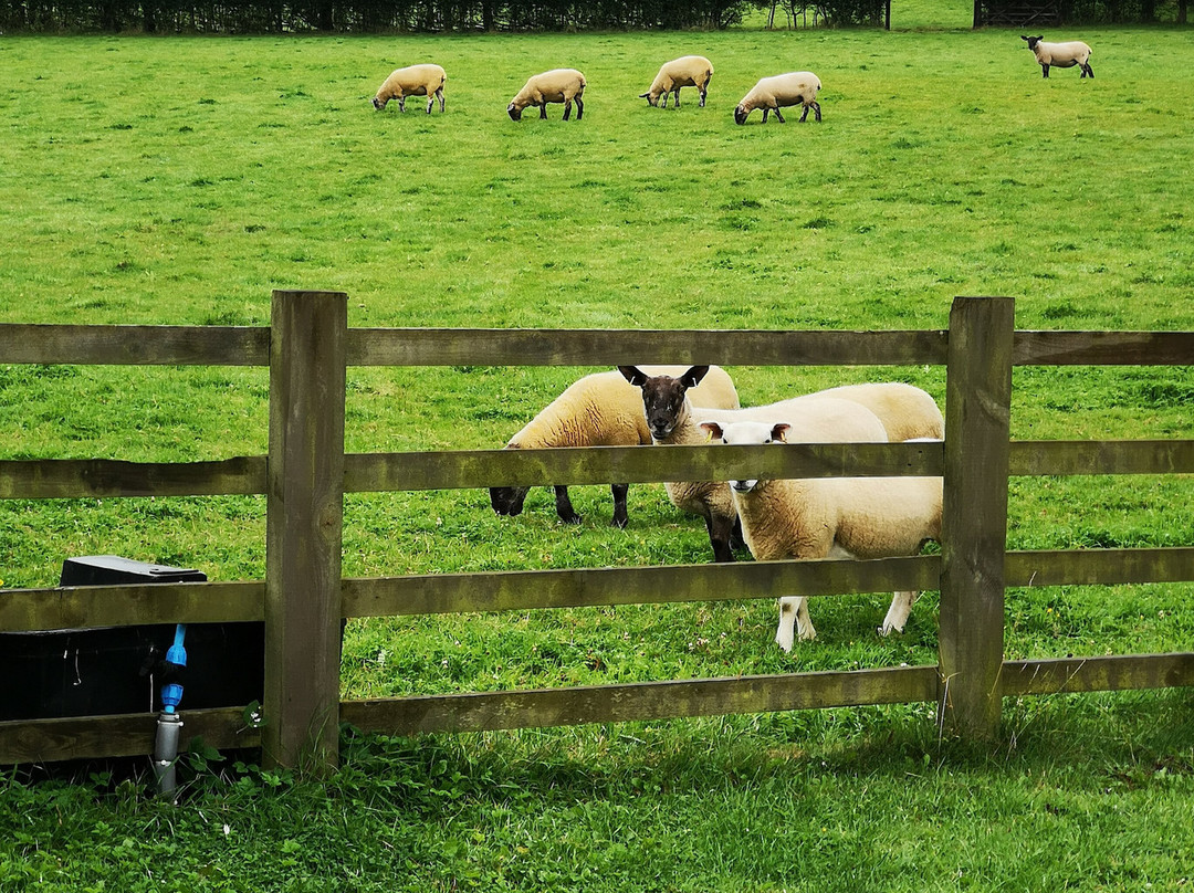 The Beeches B & B主图