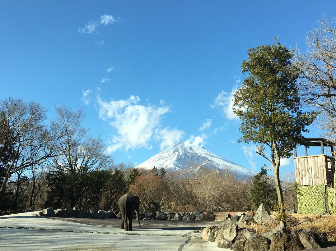 Fuji Safari Park-裾野市必去景点