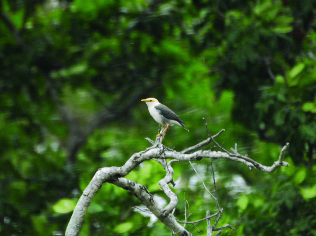 Birdpacker Birding Tours Baluran-巴纽旺宣必去景点