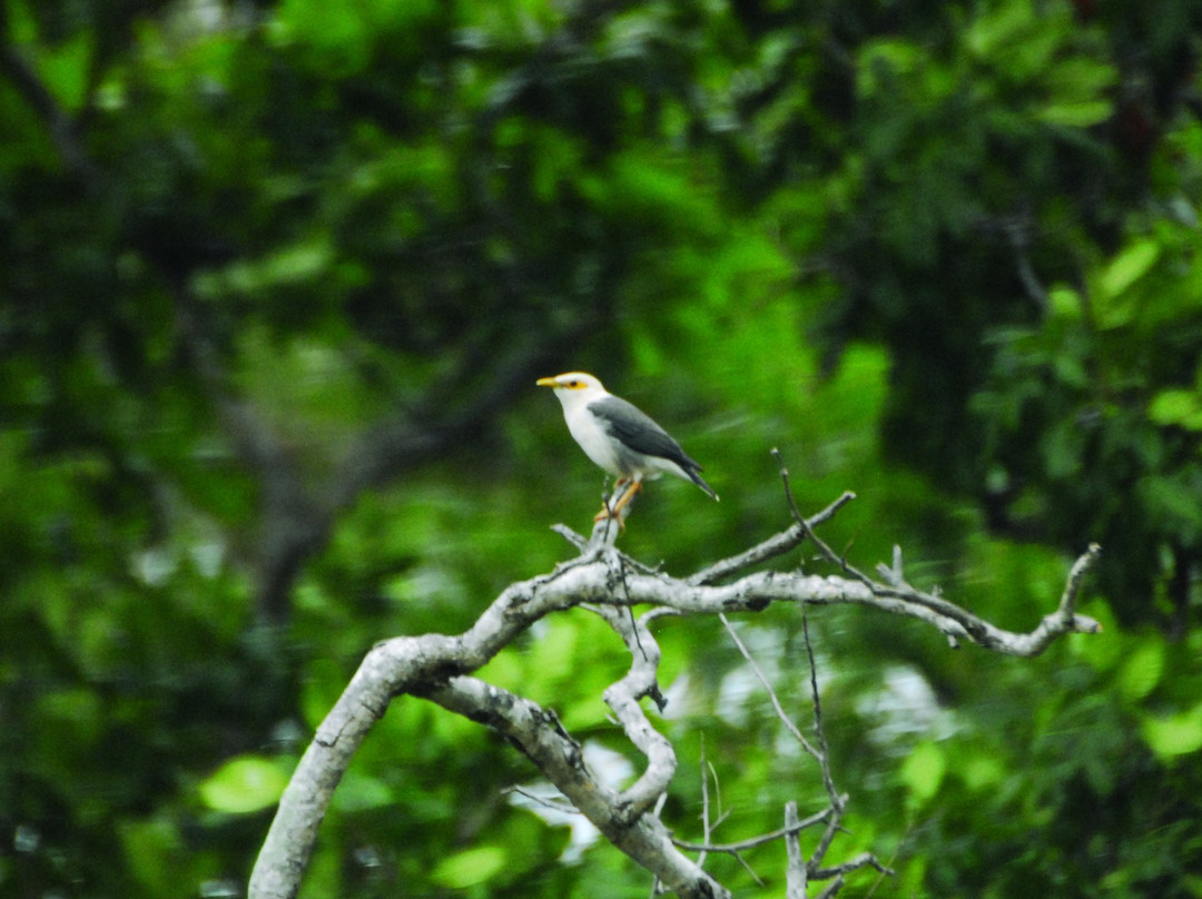Birdpacker Birding Tours Baluran景点图片