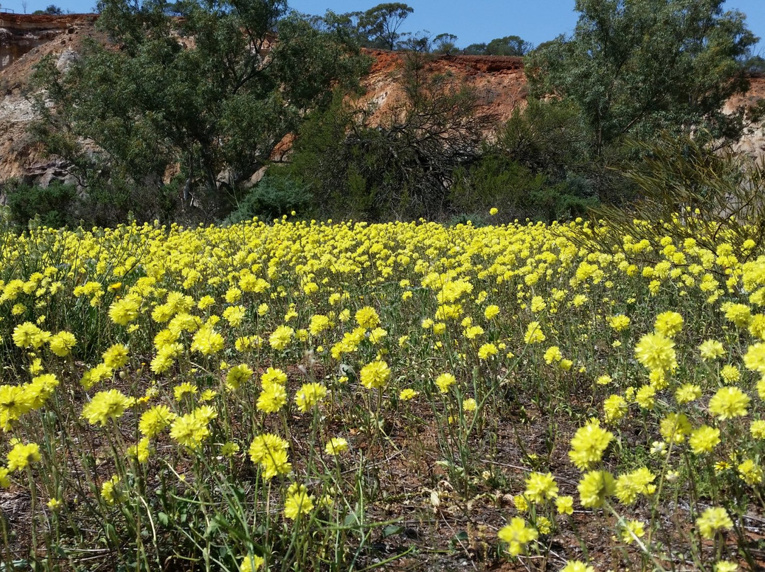Coalseam Conservation Park-Mingenew必去景点