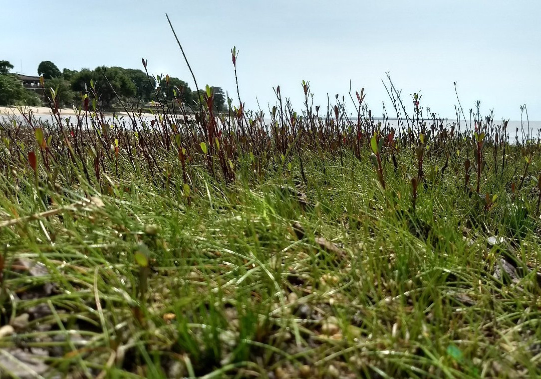 Bispo Beach-Mosqueiro必去景点