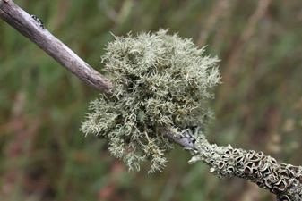 Moree Reserve-Kaniva必去景点