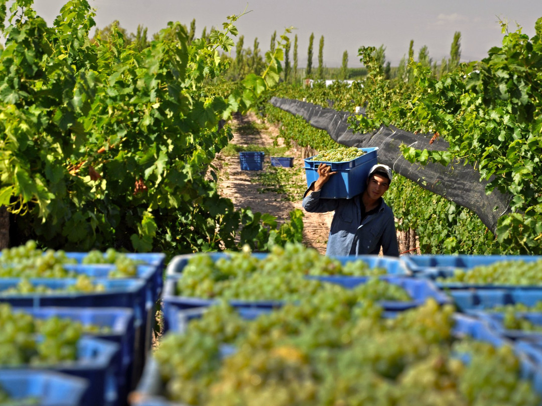 Bodega La Vendimia S.A.-圣拉斐尔必去景点