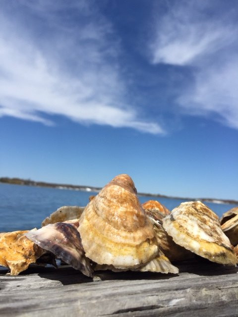 Southold Bay Oysters-Southold必去景点