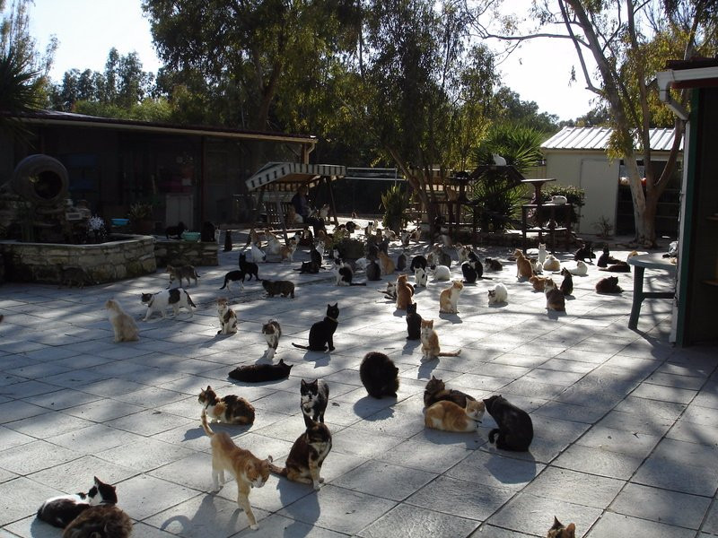 Malcolm Cat Protection Society-null必去景点