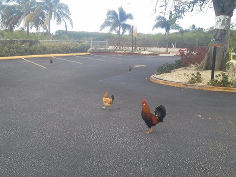 Amvivo-乔治城必去景点