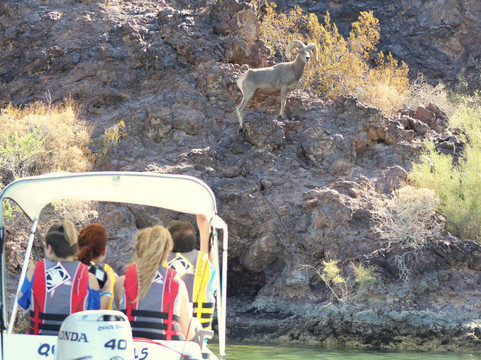 Rubba Duck Safari-哈瓦苏湖城必去景点