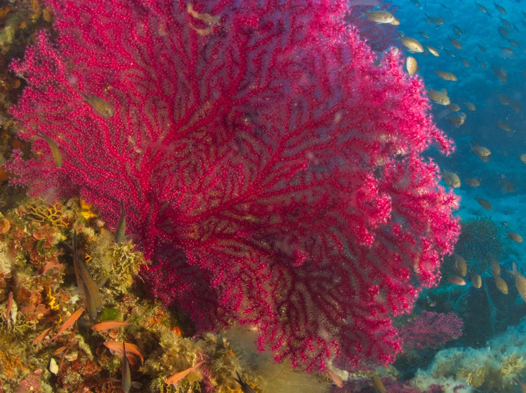Elba Diving景点图片