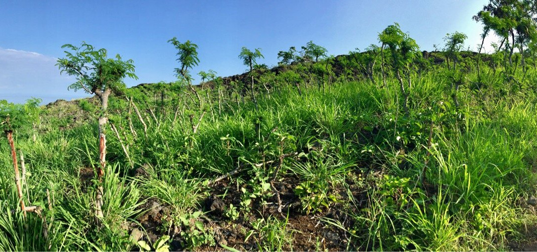 Ka'Awaloa Trail-库克船长必去景点
