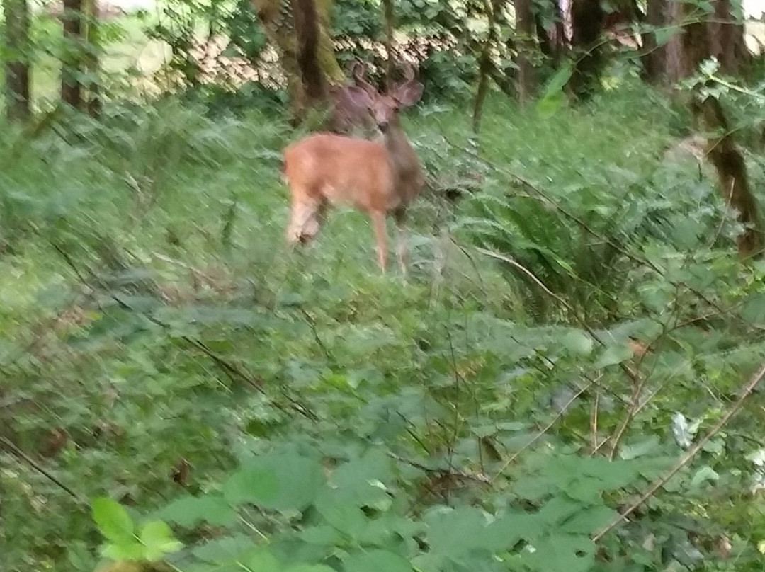 OSU McDonald-Dunn Research Forest-科瓦利斯必去景点