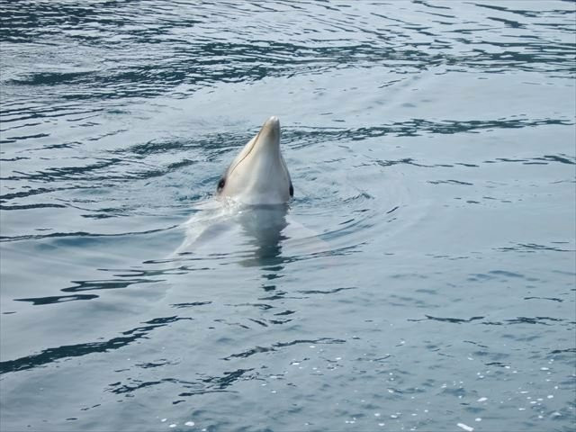 Tsukumi Dolphin Island景点图片