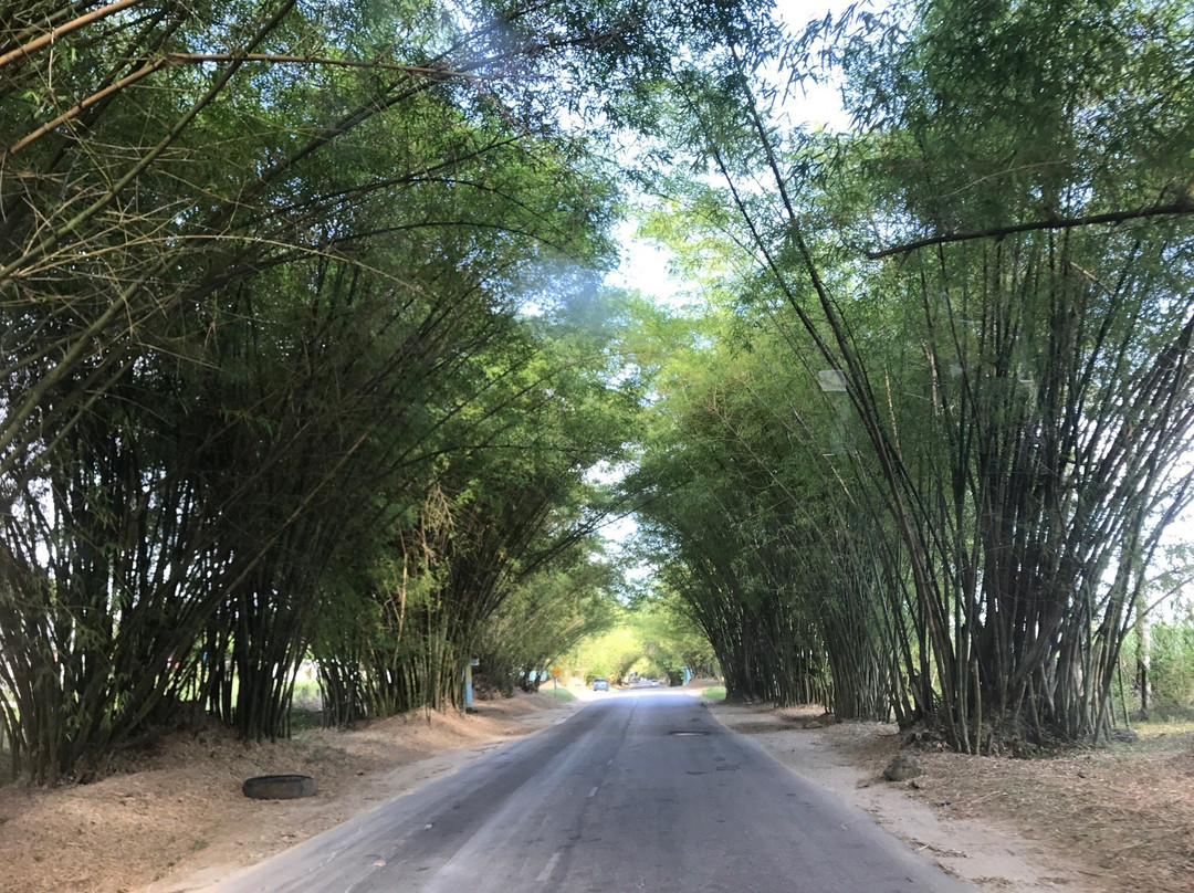 Bamboo Avenue-牙买加必去景点