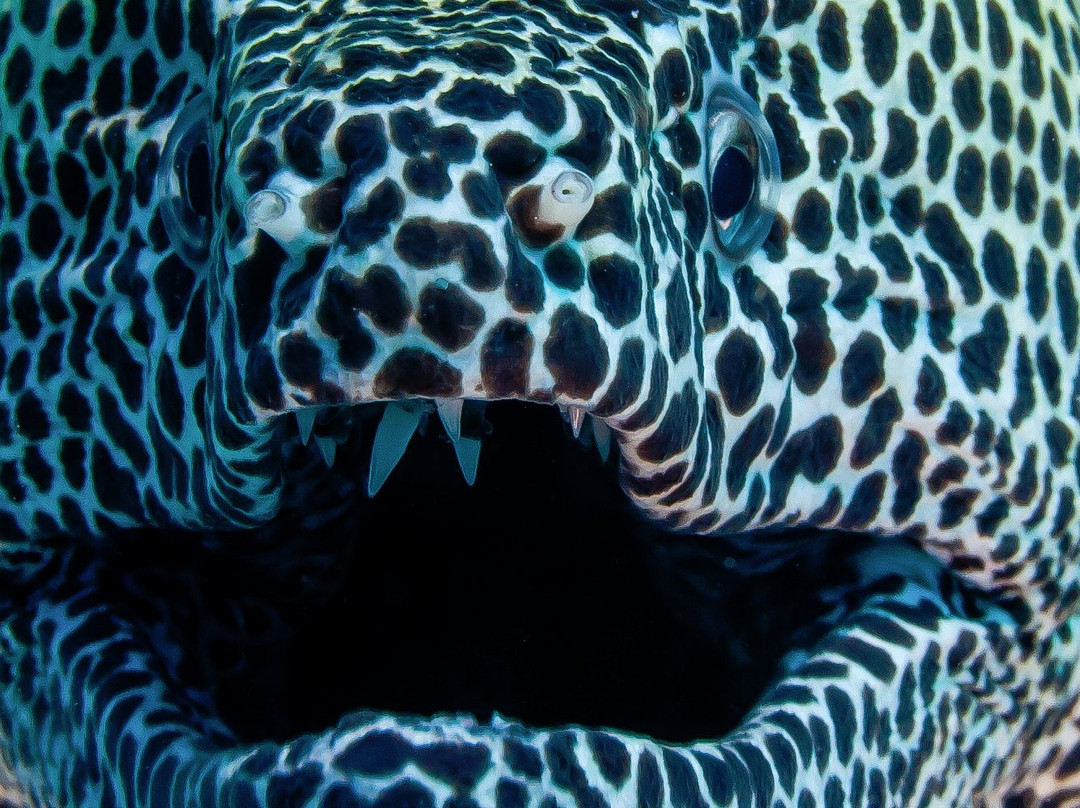 Adventure Diving-Gulhi Island必去景点