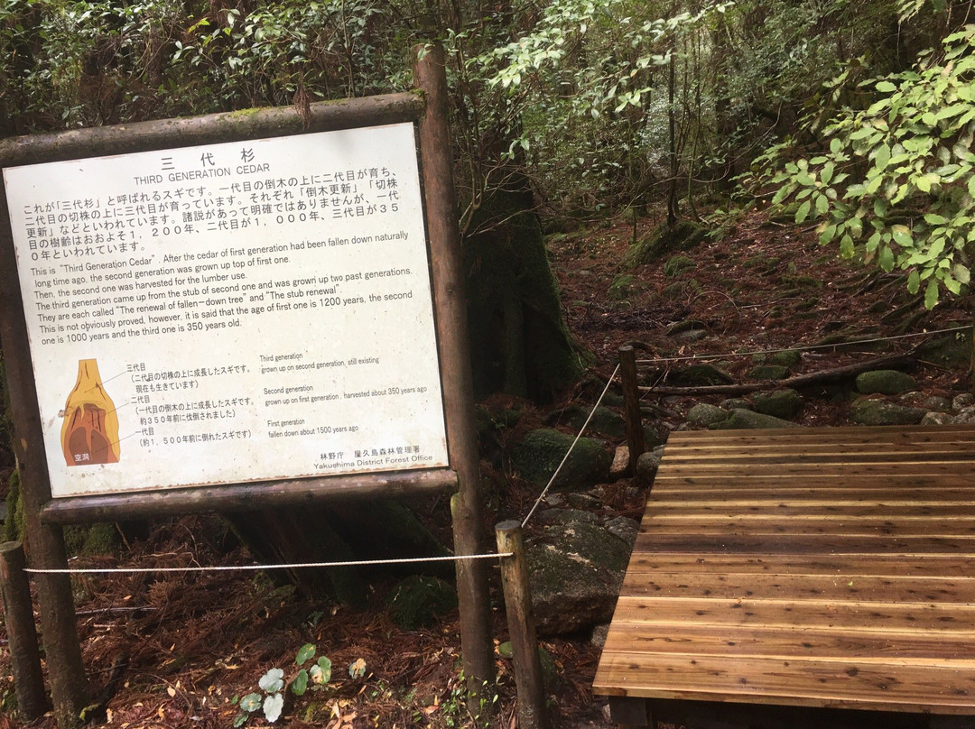 Sandaisugi景点图片