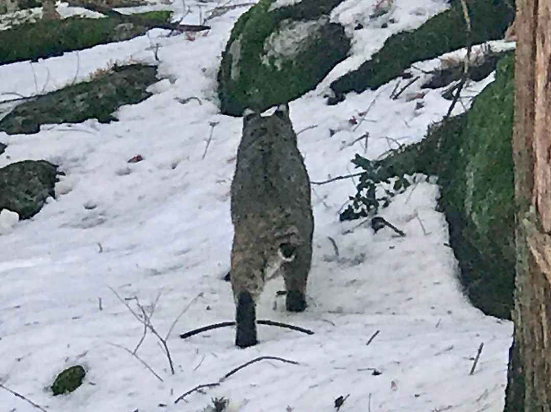 Elizabeth Lake-优胜美地国家公园必去景点