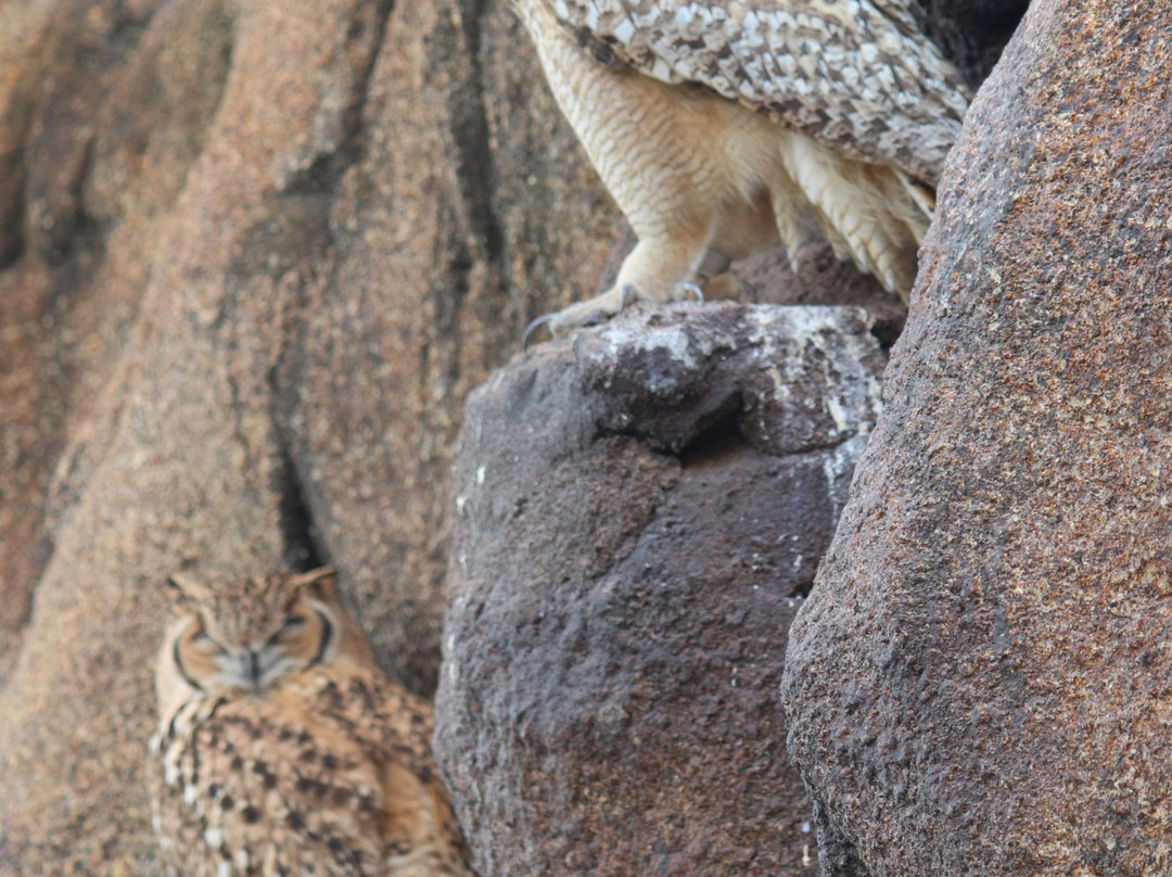 Al Hefaiyah Mountain Conservation Centre-Kalba必去景点