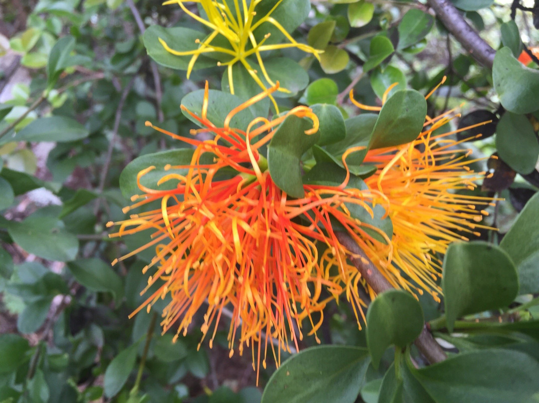 Monumento Natural Lahuen Nadi-蒙特港必去景点