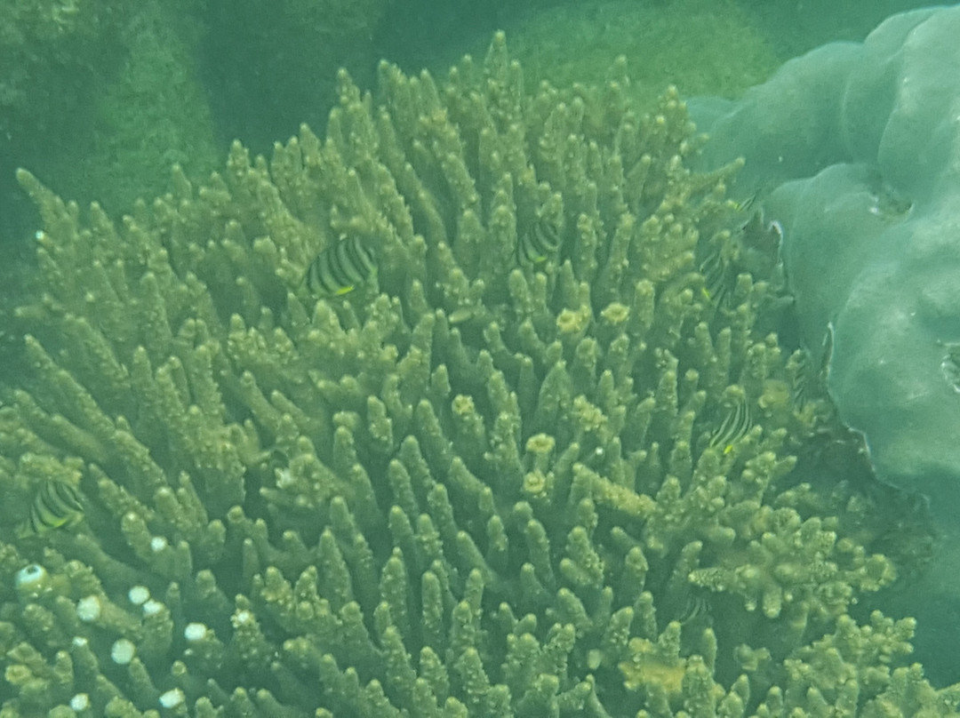Phil Hai Diving Phu Quoc Island景点图片