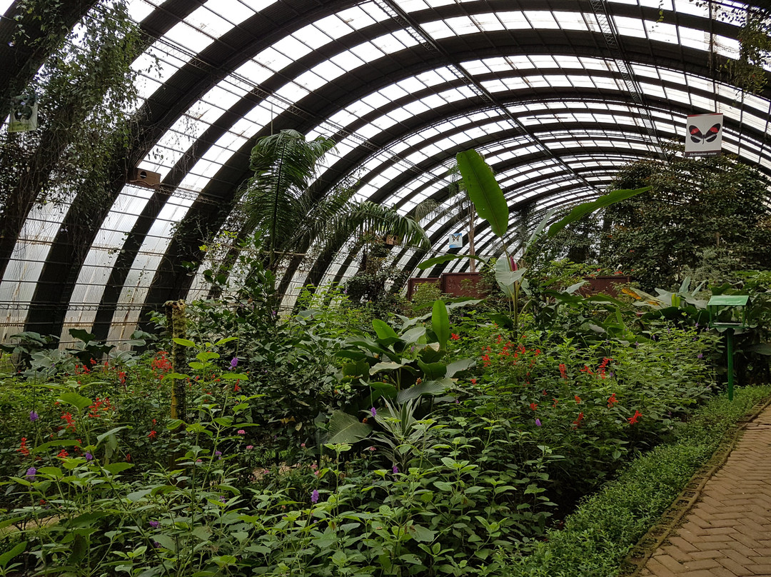 Butterfly Garden at Selvatura Park景点图片