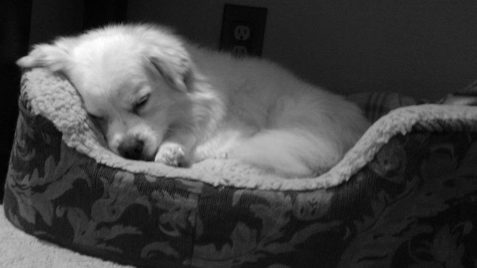 Zippy Shuttle-洛杉矶必去景点