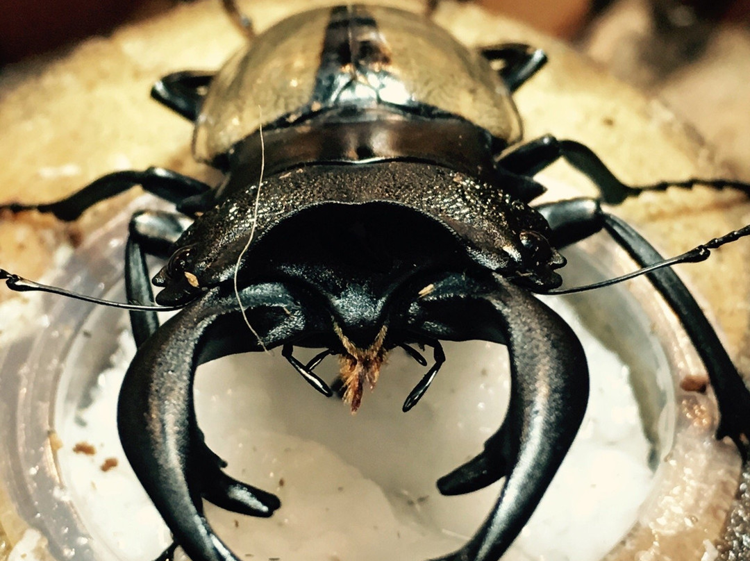 Ishikawa-ken Insectarium景点图片