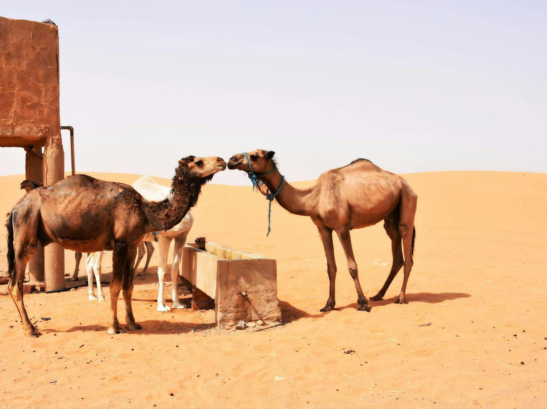 Azro Morocco Tours-Erfoud必去景点