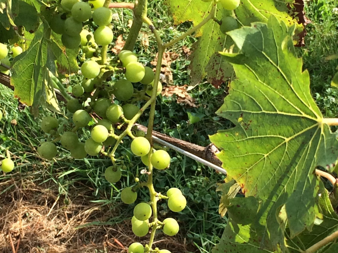 Basignani Winery-Sparks必去景点