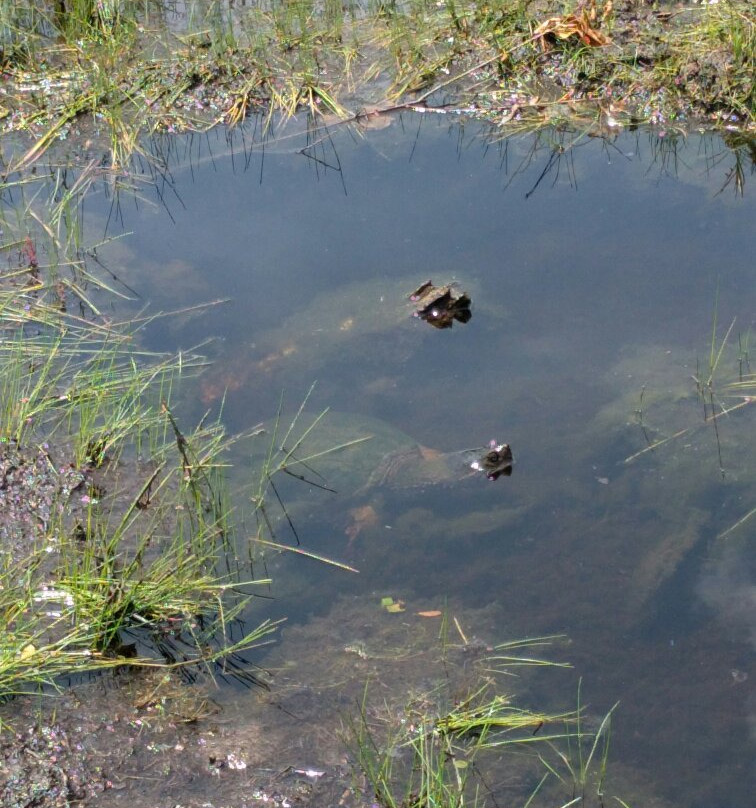 Sifton Bog-伦敦必去景点