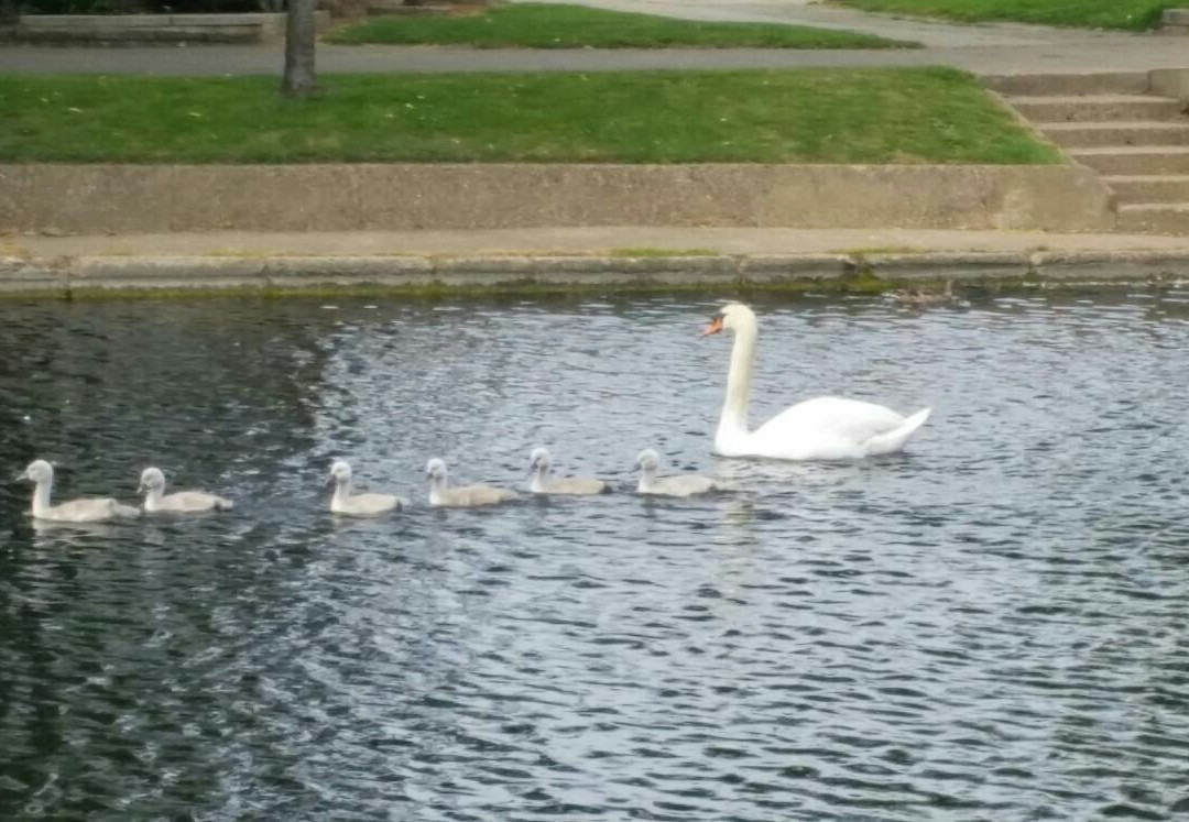 Southchurch Park景点图片