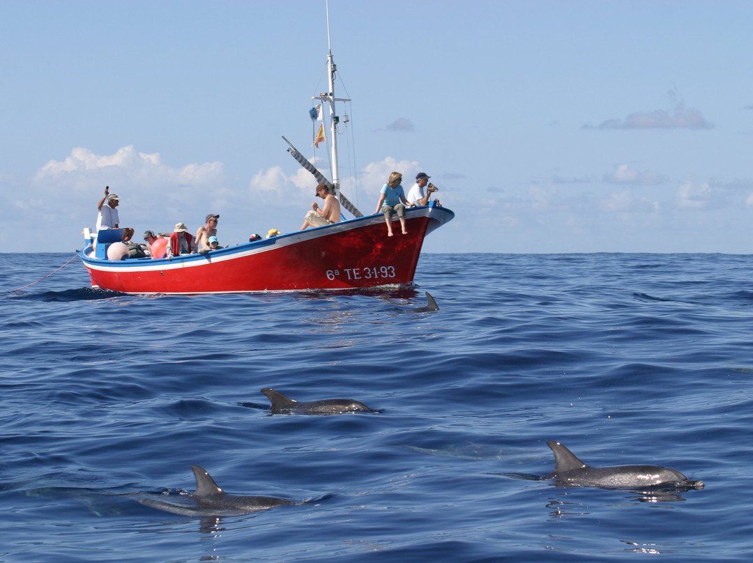 Oceano Whale Watching La Gomera-Valle Gran Rey必去景点