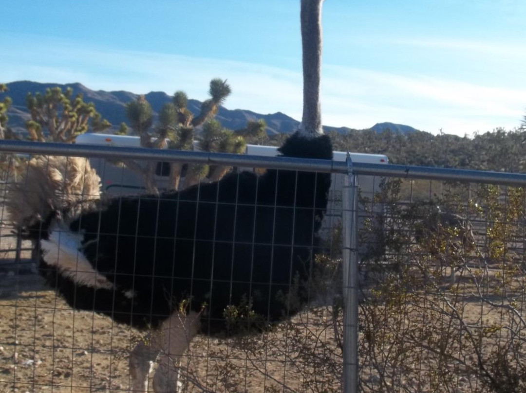 Joshua Tree Ostrich Ranch and Guest House-Dolan Springs必去景点