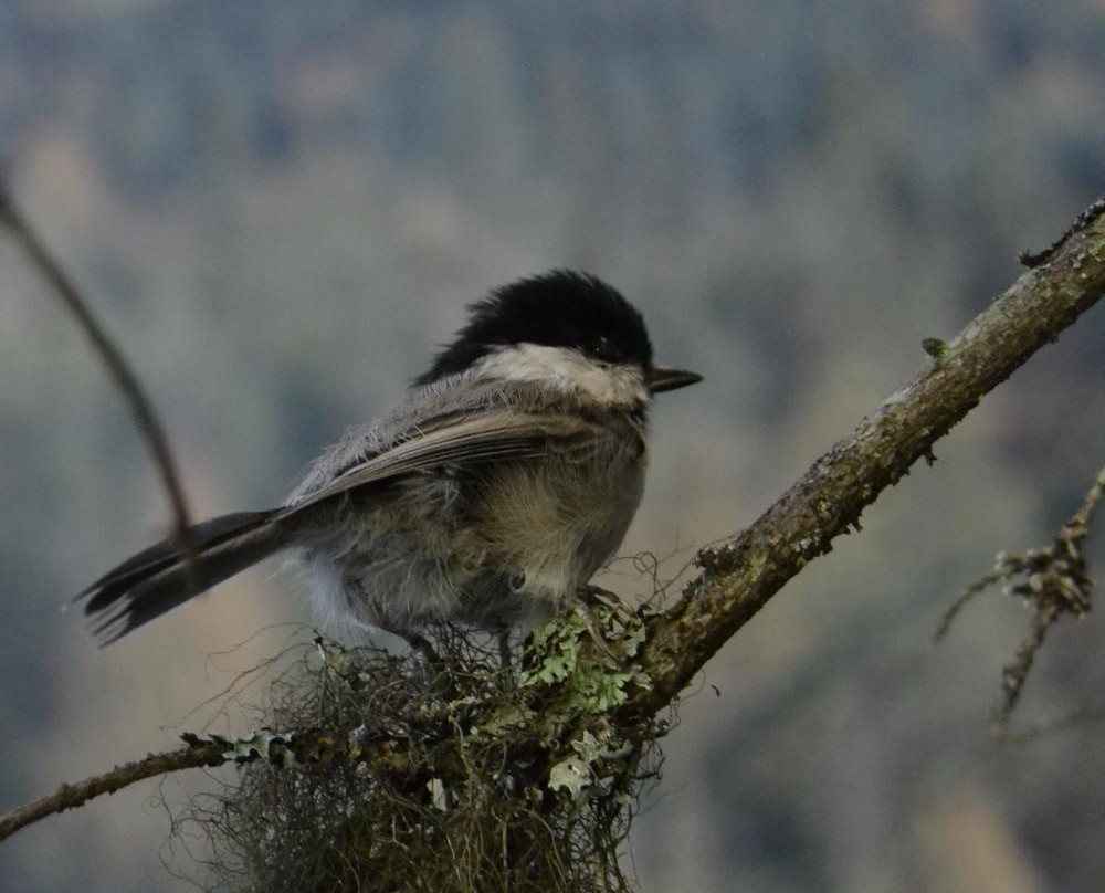 Koli Nature Centre Ukko-Koli必去景点