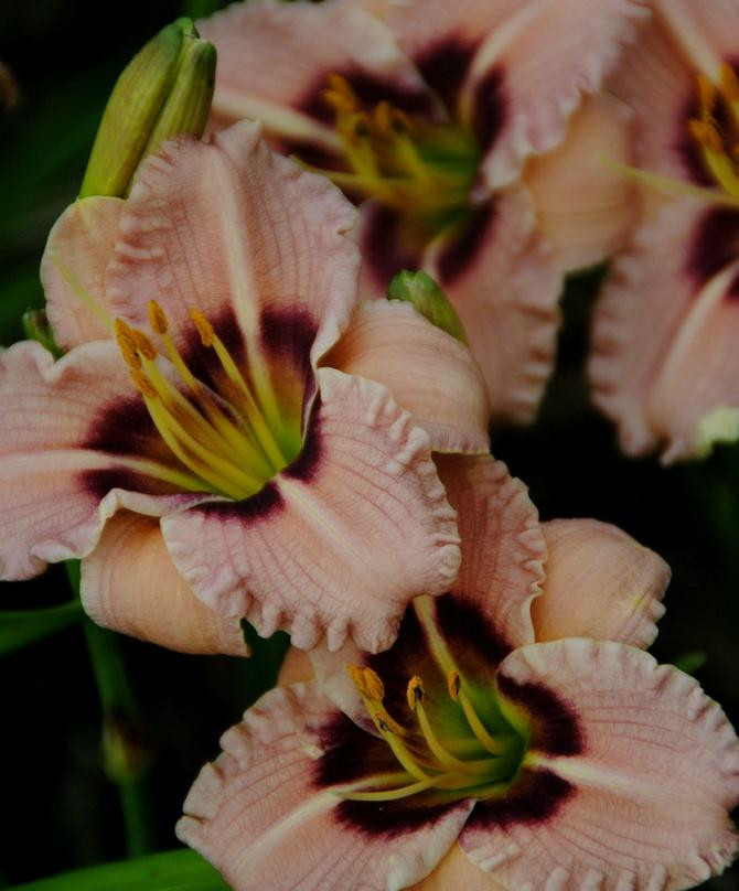 Monches Flower Farm-Colgate必去景点