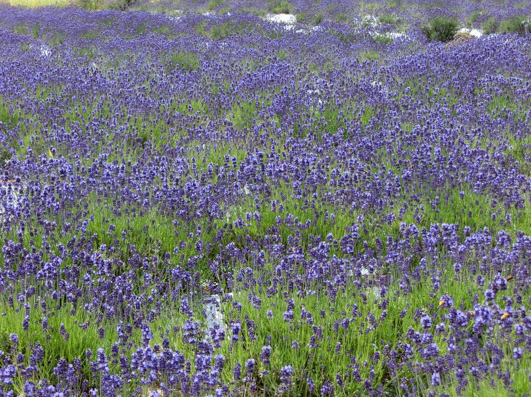Makibano Yakata-美咲町必去景点
