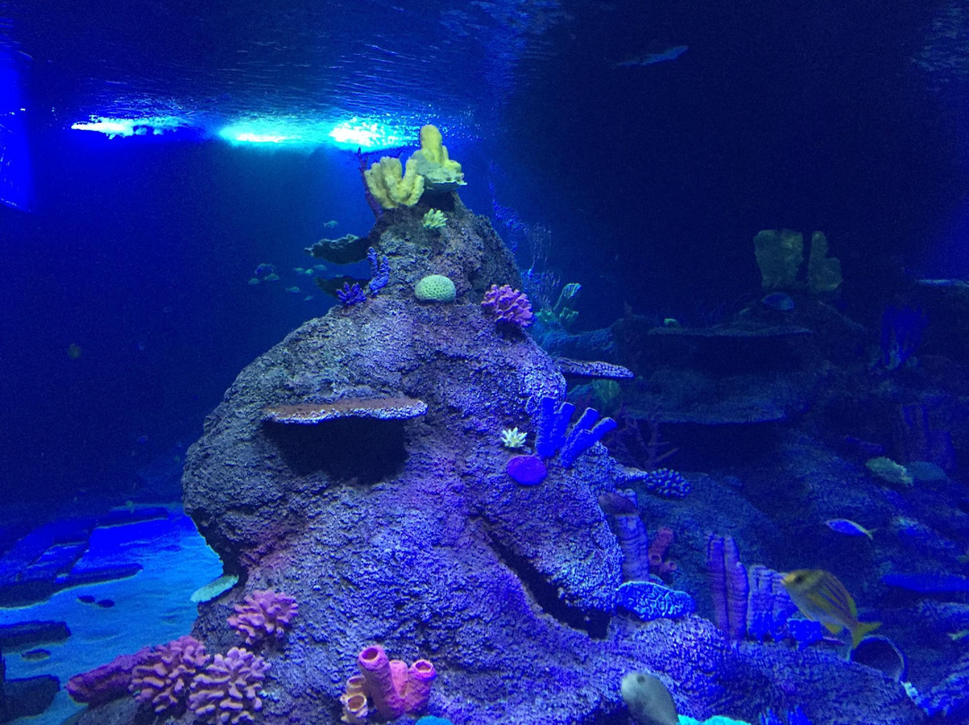 Skegness Aquarium景点图片