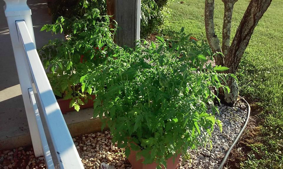 Village Inn Motel主图