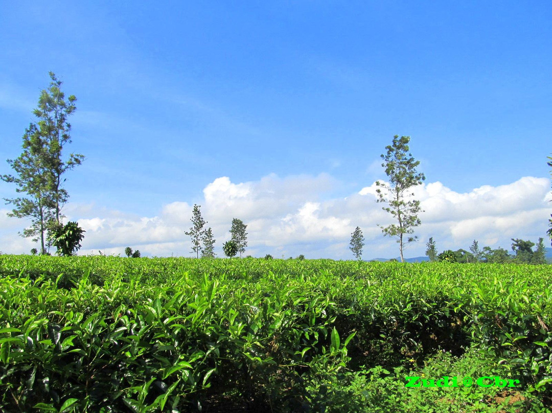 Tanjung Sari Tea Garden景点图片