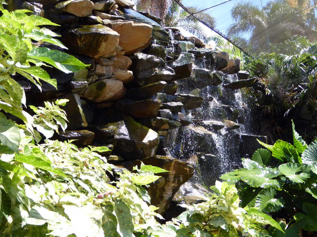 Jardín Botánico del Palmetum景点图片
