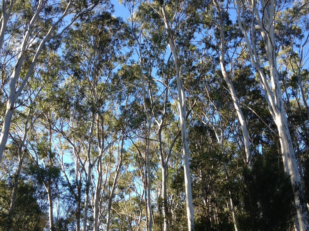 Tondoon Botanic Gardens-Gladstone必去景点