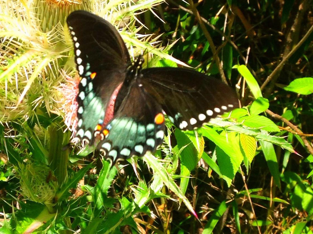 Northlake Nature Center-Mandeville必去景点