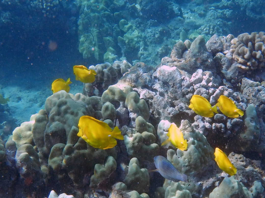 Boss Frog's Snorkel Rentals - Kaanapali-Napili-Honokowai必去景点