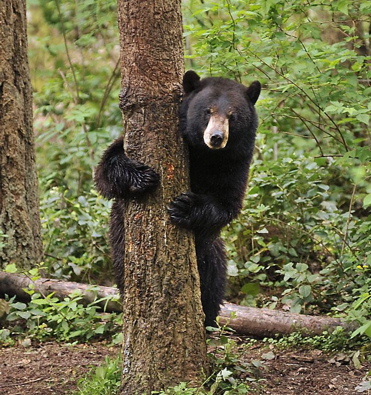 Northwest Trek Wildlife Park景点图片