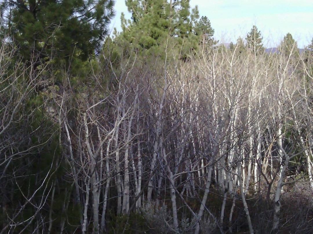 Galena Creek Regional Park景点图片
