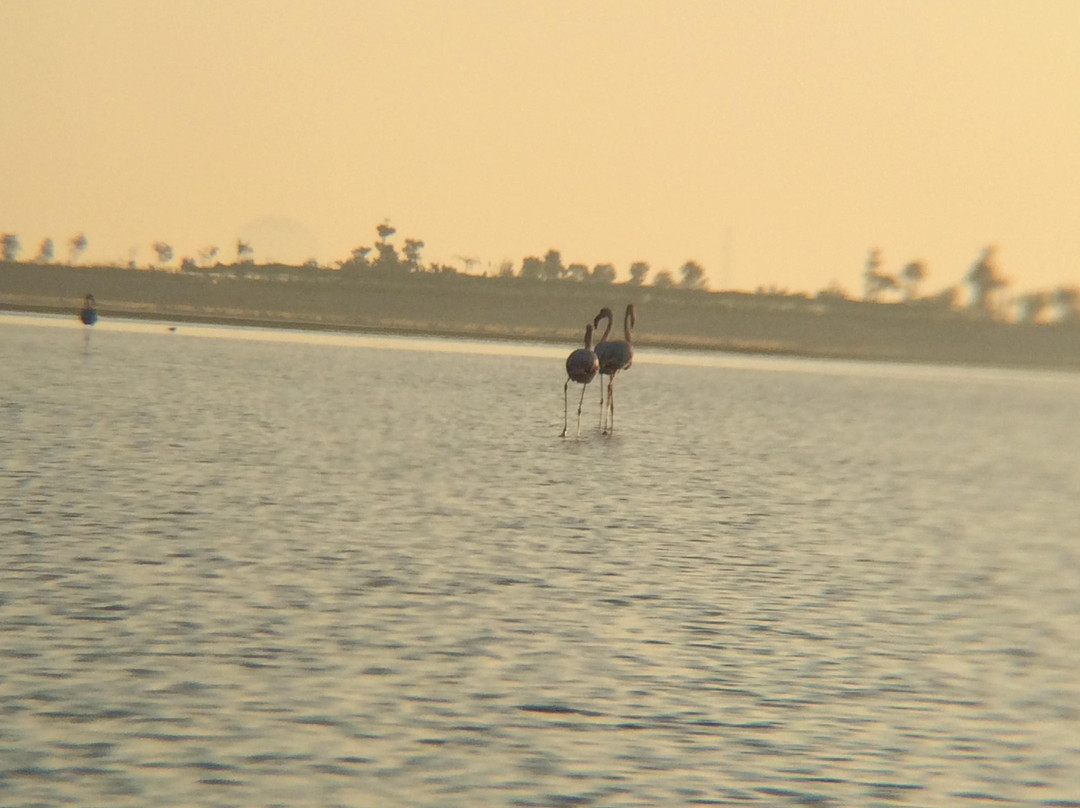Mangrove National Park景点图片