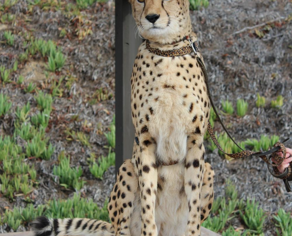 Wild Wonders, Inc.-Bonsall必去景点