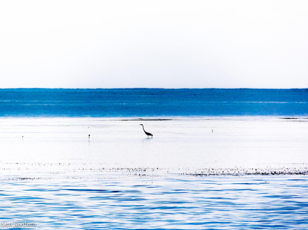 Bocas Surf School & Hostel景点图片