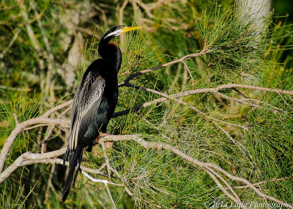 Sherwood Arboretum-布里斯班必去景点