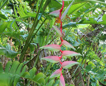 Hana Maui Botanical Gardens-哈纳必去景点