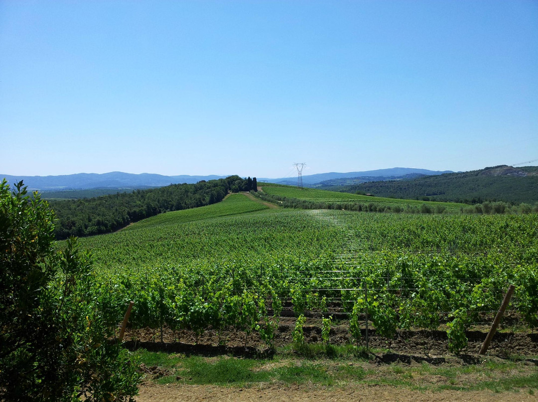 Fattoria il Palagio景点图片